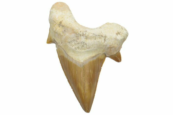 Fossil Shark Tooth (Otodus) - Morocco #226899